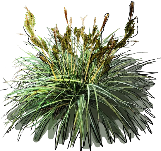 Plant - Variegata Carex ornithopoda