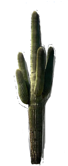 Plant - Saguaro