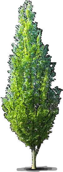 Plant - Frans Fontaine\u0027 Hornbeam