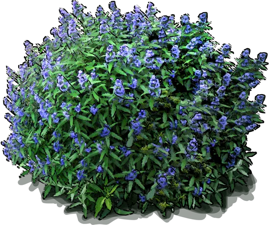 Plant - Bluebeard
