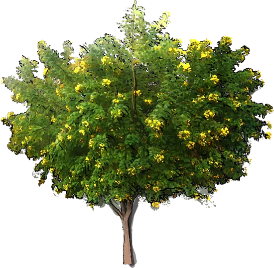 Plant - Cassia bicapsularis