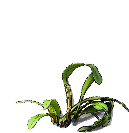 Plant - Orchid maxima