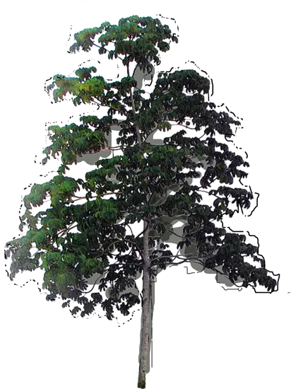 Plant - Trumpet Tree