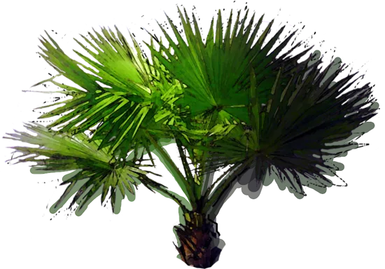 Plant - Wax Palm