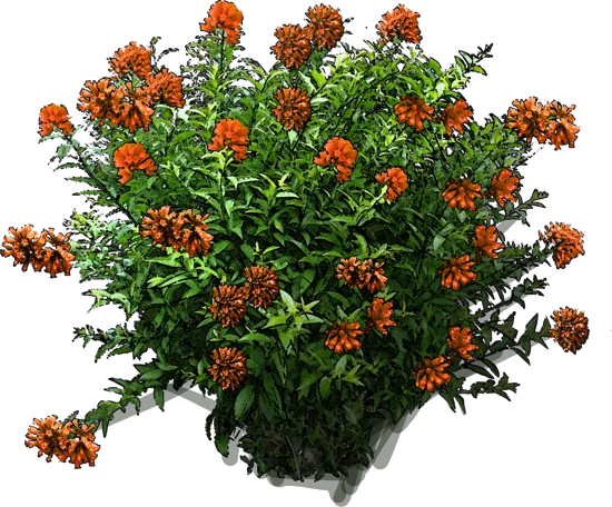 Plant - Cestrum orange