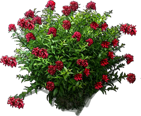 Plant - Cestrum elegans