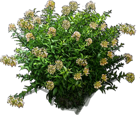 Plant - Cestrum Newellii