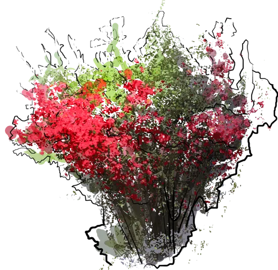 Plant - Flowering quince Nicoline
