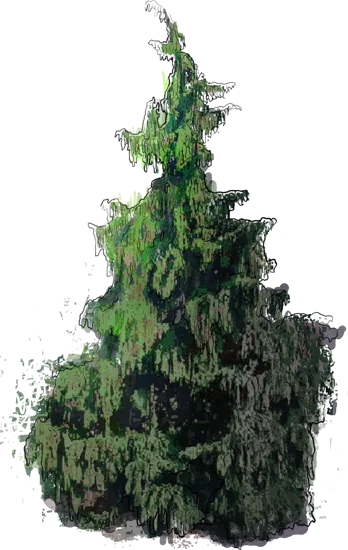 Plant - Weeping Nootka Cypress