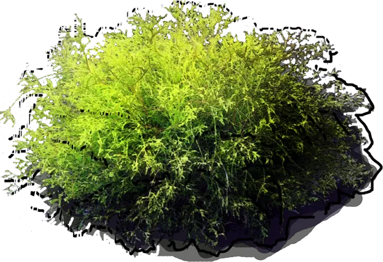 Plant - Chamaecyparis pisifera \u0027Golden Mops\u0027