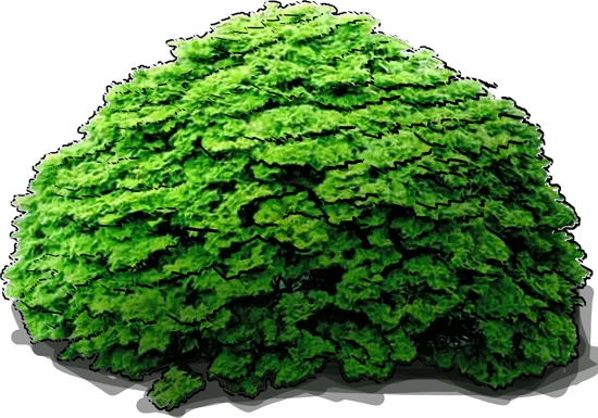 Plant - Hinoki Cypress \u0027Pygmaea\u0027