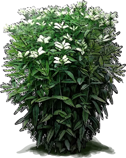 Plant - White Turtlehead