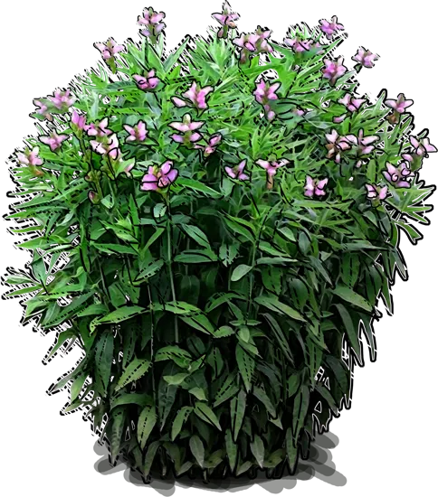 Plant - Pink Turtlehead