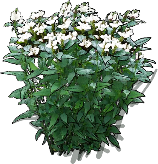 Plant - Chelone obliqua