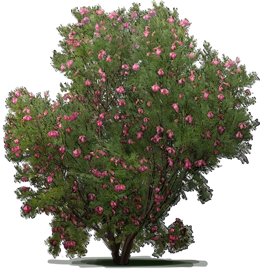 Plant - Desert Willow