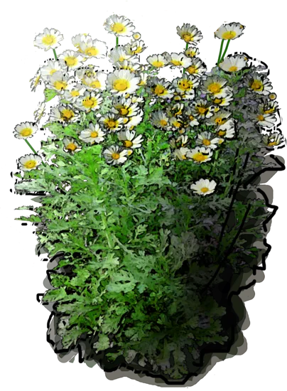 Plant - Chrysanthemum coronary