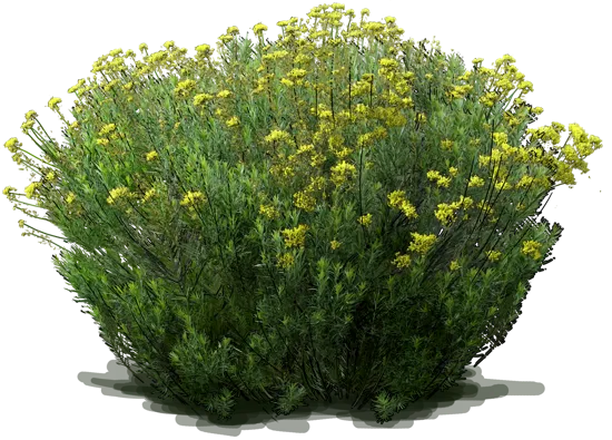 Plant - Yellow Rabbitbrush