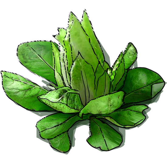 Plant - Radicchio