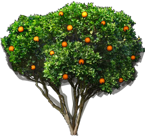 Plant - Sweet Orange