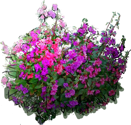 Plant - Elegant Clarkia