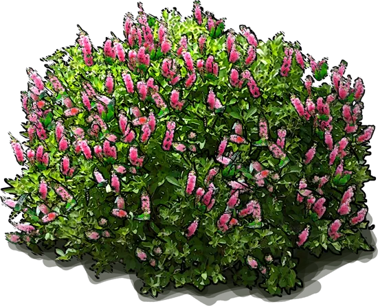 Plant - Sweet Pepperbush