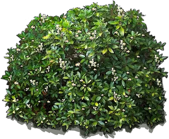 Plant - Japanese Cleyera