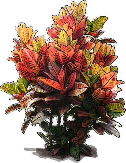 Plant - Broadleaf evergreen