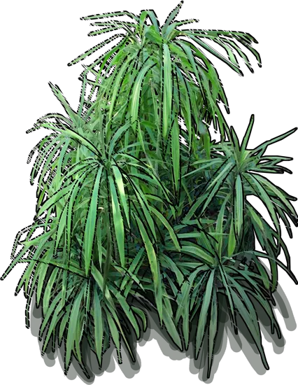 Plant - Palm Lily