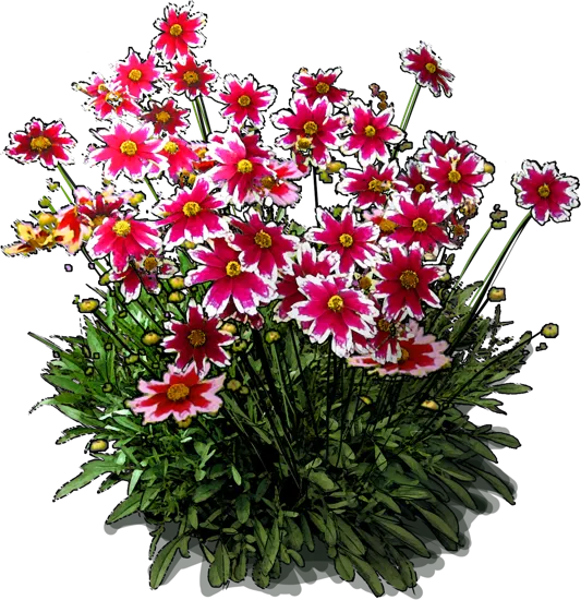 Plant - Coreopsis Ruby Frost