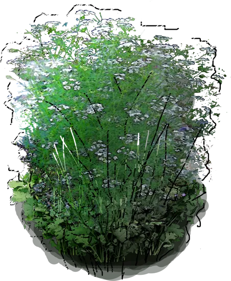 Plant - Coriander