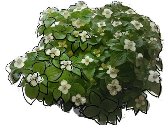 Plant - Canadian Bunchberry