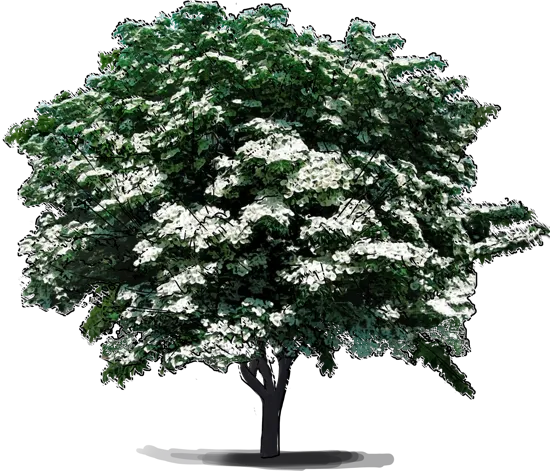 Plant - Hybrid dogwood