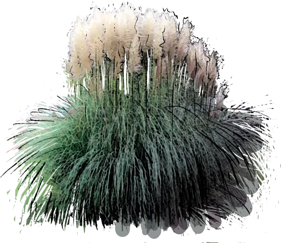 Plant - Pampas Grass