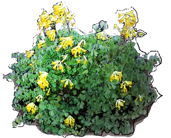 Plant - Corydalis lutea