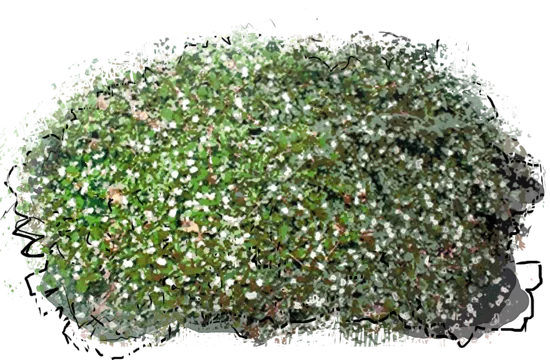 Plant - Major Bearberry