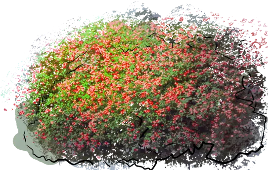 Plant - Coral Beauty Cotoneaster