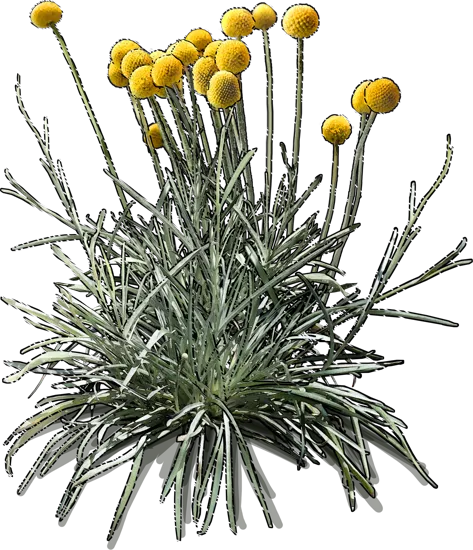 Plant - Billy Buttons