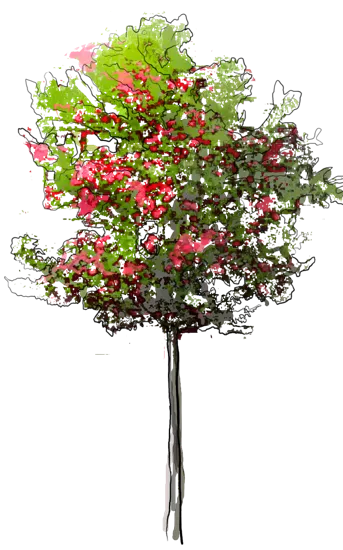 Plant - English Hawthorn \u0027Paul\u0027s Scarlet\u0027