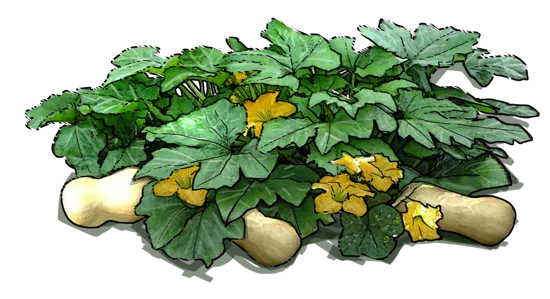 Plant - Butternut squash