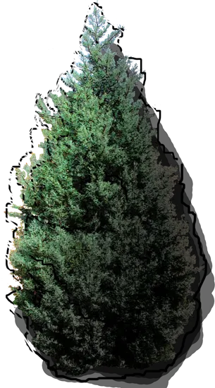 Plant - Arizona Cypress