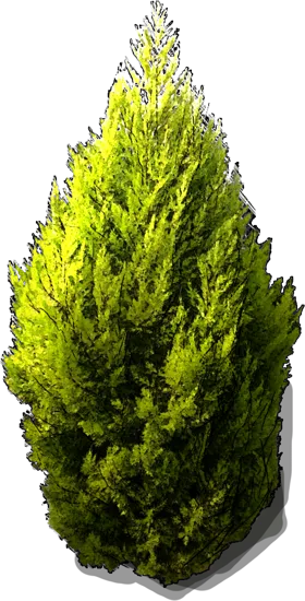 Plant - Goldcrest Monterey Cypress