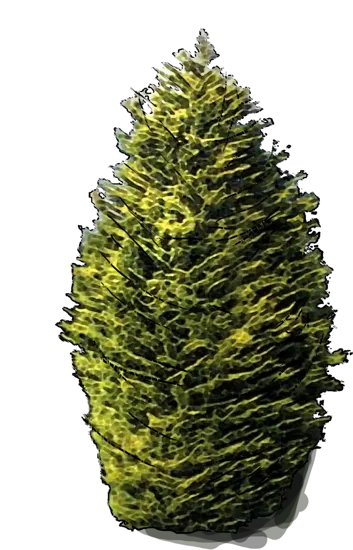 Plant - Monterey Cypress