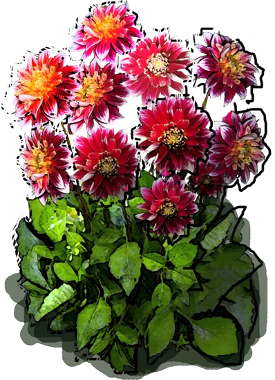 Plant - Dahlia anemone