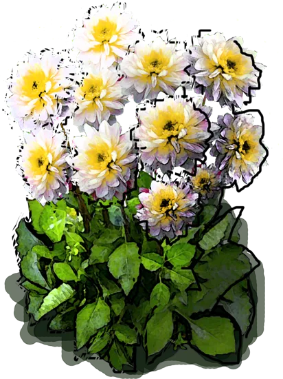 Plant - Dahlia anemone