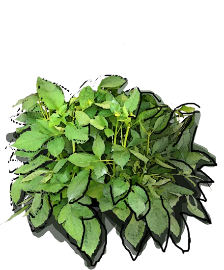 Plant - Dahlia hybrid Jowey Linda
