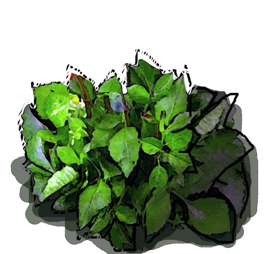 Plant - Dahlia variable liliput \u0027Gallery Salvador\u0027