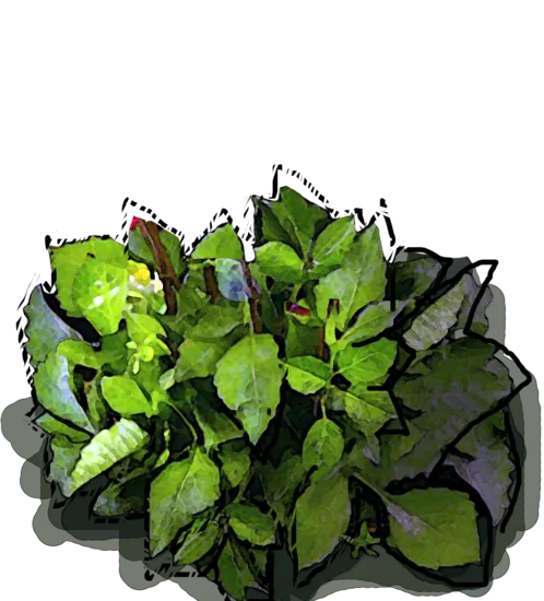 Plant - Dahlia variable liliput \u0027Gallery Vermeer\u0027
