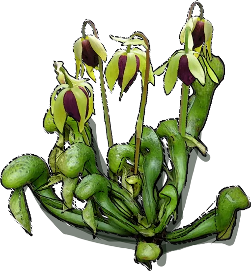 Plant - Darlingtonia californica