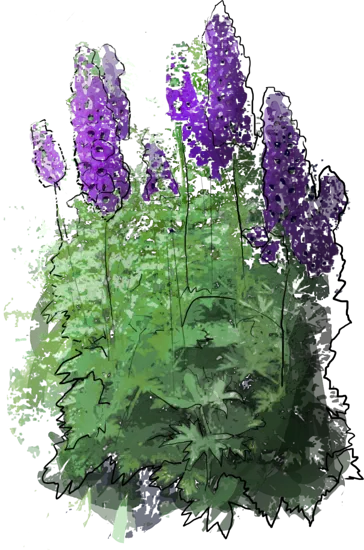 Plant - Delphinium