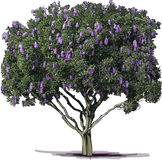 Plant - Texas Mountain Laurel